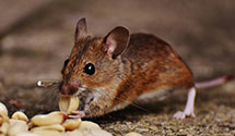 24 Hour & Emergency Exterminators in No Windham, ME